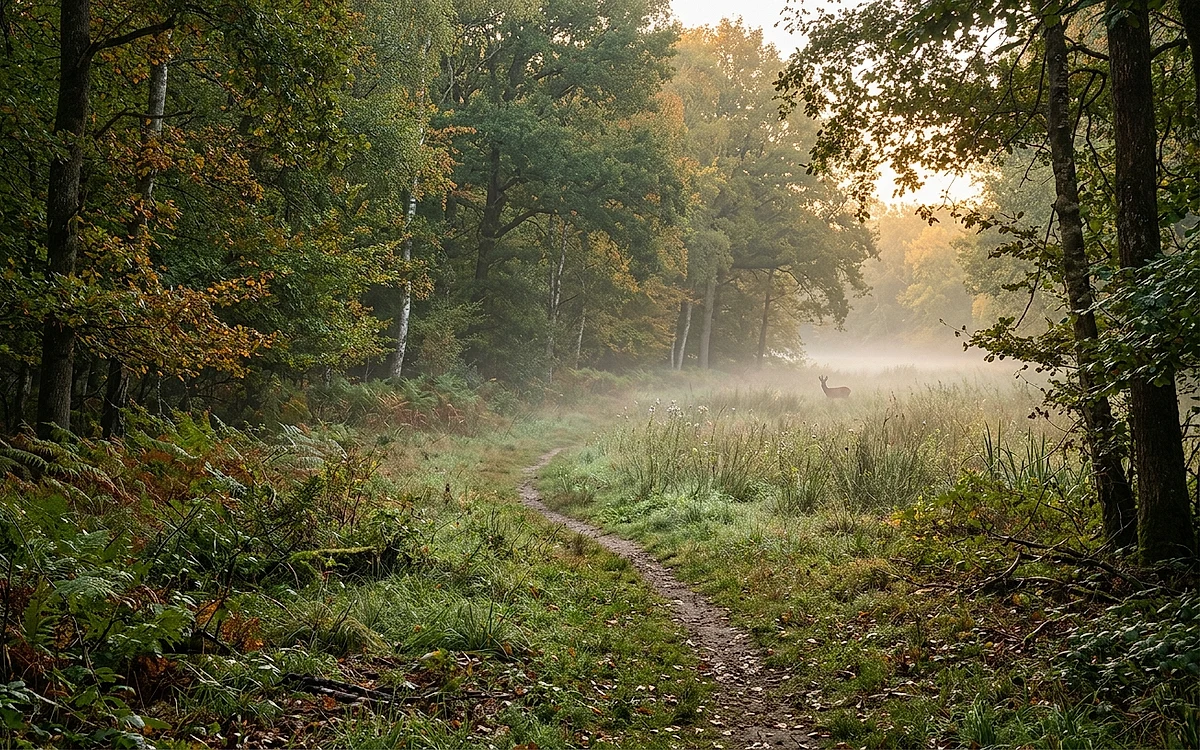 Louer la chasse de sa forêt : bail de chasse, ACCA et revenus
