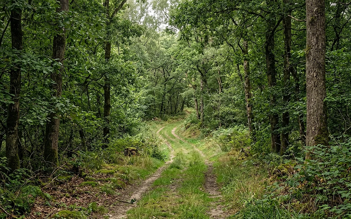 Forêt enclavée : droit de passage et servitude d'accès