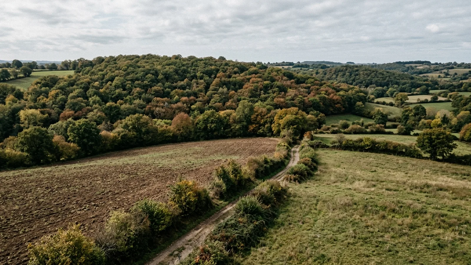 La Safer peut-elle préempter une forêt à vendre ?