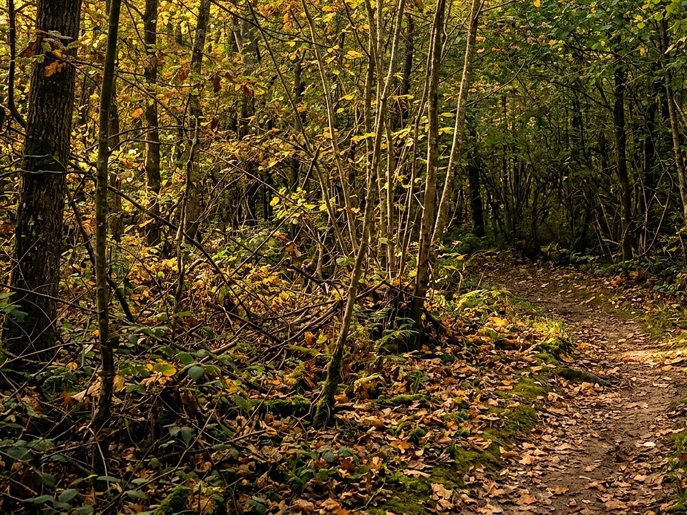 Parcelle de bois